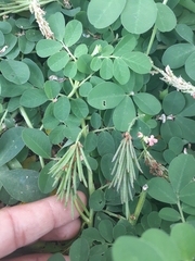 Indigofera spicata
