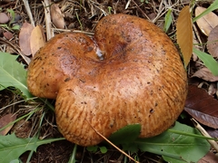 Paxillus ammoniavirescens