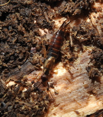 Forficula auricularia