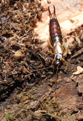 Forficula auricularia