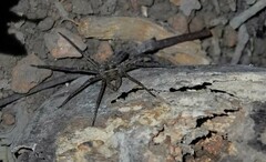 Heteropoda