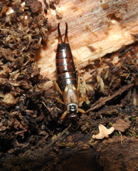 Forficula auricularia