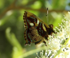 Anteros carausius carausius