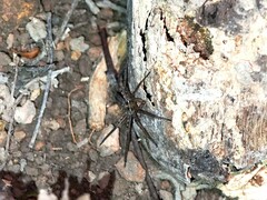 Heteropoda