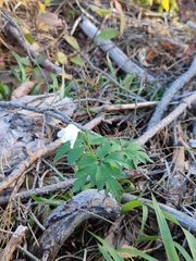 Anemonoides nemorosa
