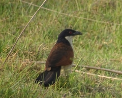 Centropus senegalensis