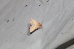Hyparpax aurora
