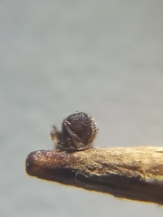 Tetramorium