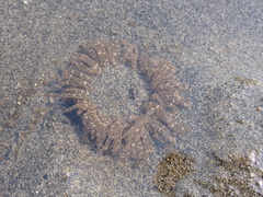 Anthopleura artemisia