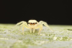 Epocilla