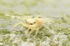 Epocilla