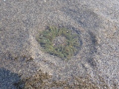 Anthopleura artemisia