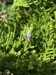 Lucilia sericata