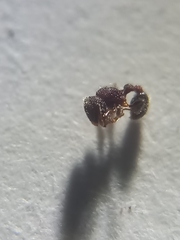 Tetramorium