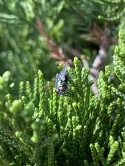 Lucilia sericata