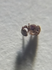 Tetramorium