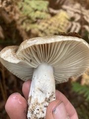 Russula nigricans