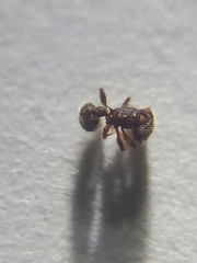 Tetramorium