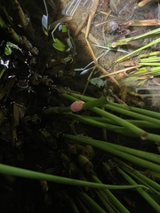 Pomacea canaliculata