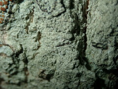 Pertusaria coccodes