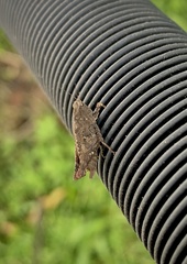 Tettigidea