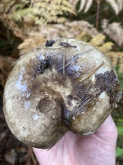 Russula nigricans