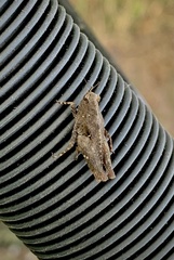 Tettigidea