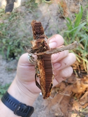 Ganoderma polychromum