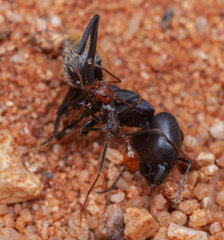 Ocymyrmex