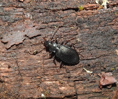 Limodromus