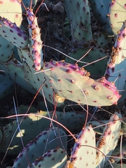 Opuntia azurea