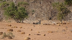 Lupulella mesomelas mesomelas