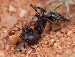 Ocymyrmex