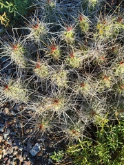 Echinocereus enneacanthus enneacanthus