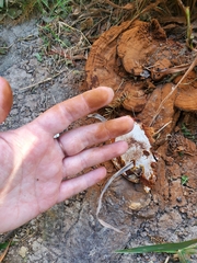 Ganoderma polychromum