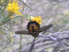 Paradejeania rutilioides