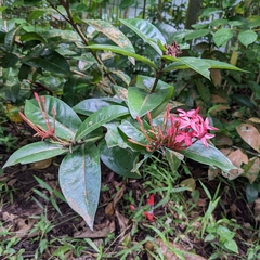 Ixora