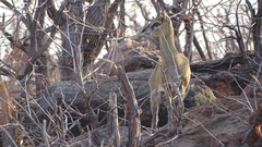 Oreotragus oreotragus transvaalensis