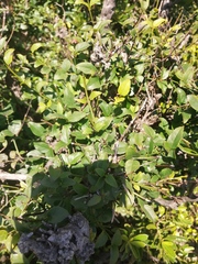 Halleria lucida