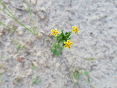Zaluzianskya divaricata