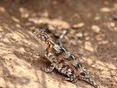 Agama hispida