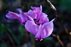 Cyclamen hederifolium