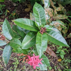 Ixora
