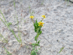 Zaluzianskya divaricata