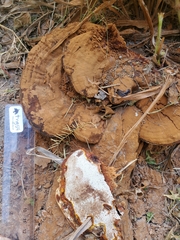 Ganoderma polychromum