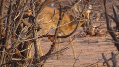 Raphicerus campestris campestris