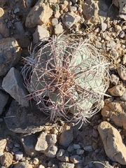 Echinocactus horizonthalonius