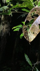 Phricta spinosa