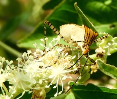 Hypselonotus lineatus