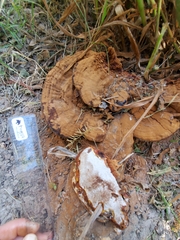 Ganoderma polychromum